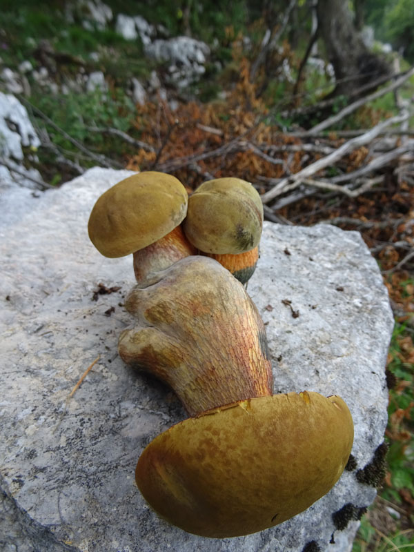 crescita anormale ?.....Boletus luridus